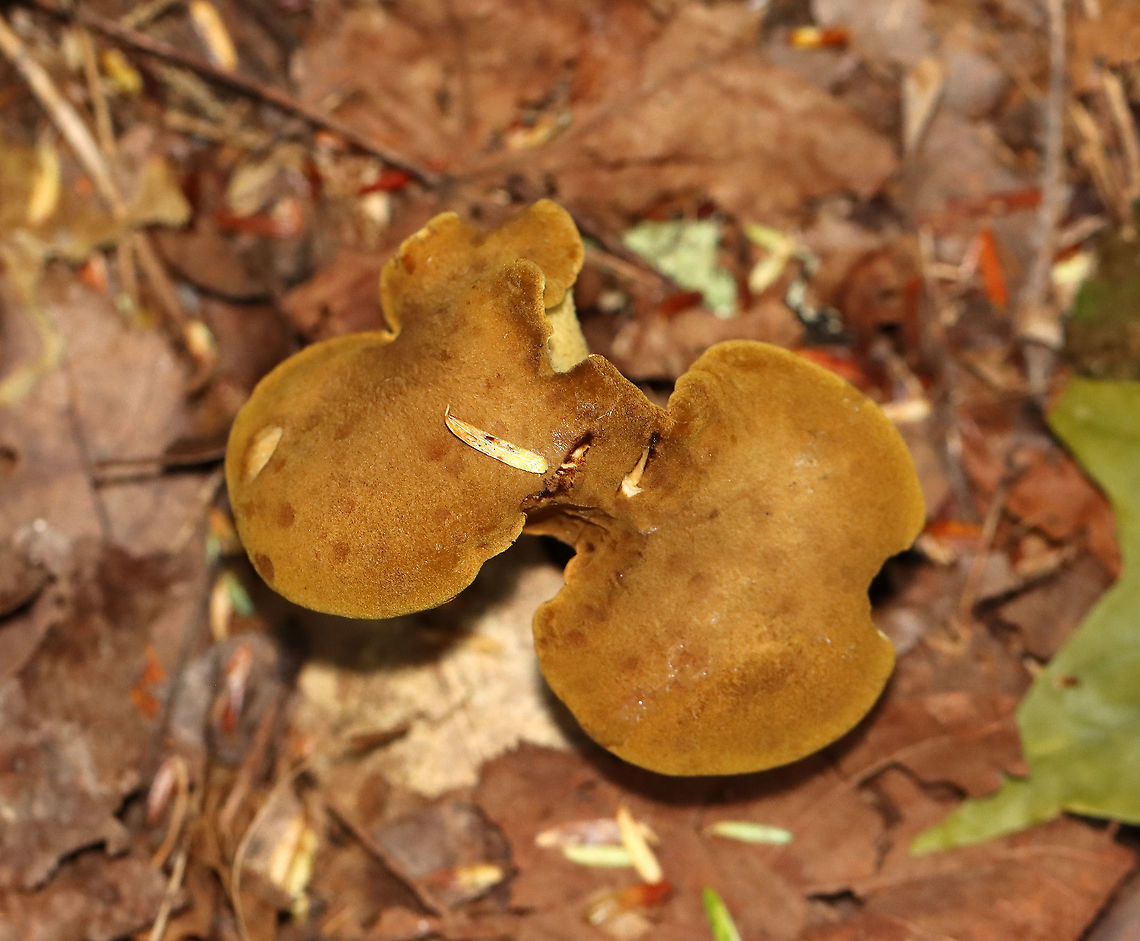 Ash-tree Bolete - Boletinellus merulioides Habitat: Mixed forest<br />
<figure class="photo"><a href="https://www.jungledragon.com/image/112572/ash-tree_bolete_-_boletinellus_merulioides.html" title="Ash-tree Bolete - Boletinellus merulioides"><img src="https://s3.amazonaws.com/media.jungledragon.com/images/3232/112572_thumb.jpg?AWSAccessKeyId=05GMT0V3GWVNE7GGM1R2&Expires=1759968010&Signature=U008YJtWkZ375LkVsRW1AAXrLi4%3D" width="200" height="152" alt="Ash-tree Bolete - Boletinellus merulioides Habitat: Mixed forest<br />
https://www.jungledragon.com/image/112573/ash-tree_bolete_-_boletinellus_merulioides.html Ash-tree bolete,Boletinellus merulioides,Geotagged,Summer,United States,bolete,fungus,mushroom" /></a></figure> Ash-tree bolete,Boletinellus merulioides,Geotagged,Summer,United States