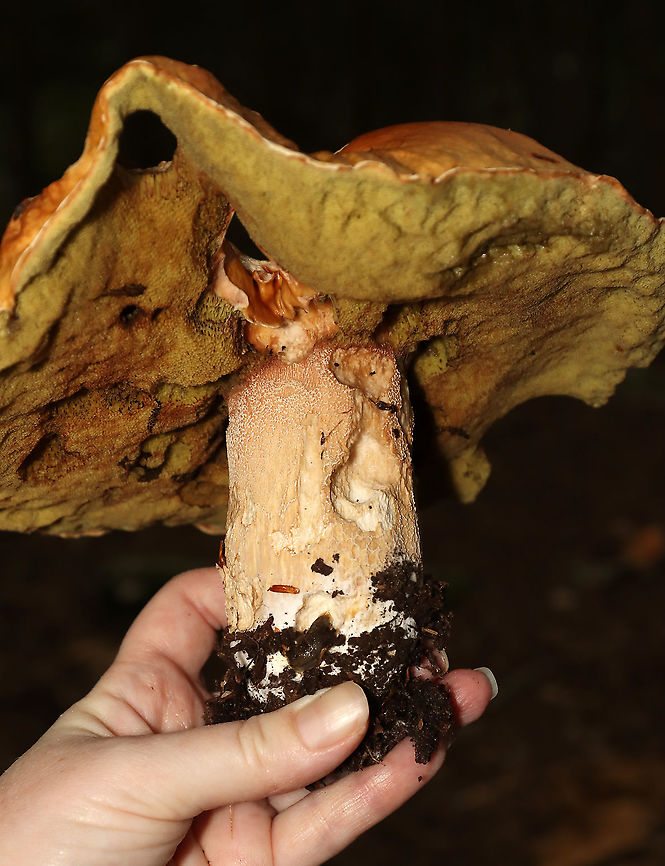 Penny Bun - Boletus cf. edulis This fungus was humongous.<br />
<br />
This mushroom is classified as Boletus edulis, but whether or not the "true" Boletus edulis occurs in North America is debatable. So, you could consider this mushroom to be Boletus edulis, Boletus cf. edulis, or in the Boeltus edulis group.<br />
<br />
Habitat: Mixed forest<br />
Bolete,Boletus,Boletus edulis,Geotagged,Summer,United States,boletus edulis group,fungus,mushroom,penny bun