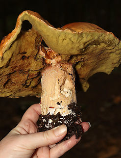 Penny Bun - Boletus cf. edulis This fungus was humongous.

This mushroom is classified as Boletus edulis, but whether or not the "true" Boletus edulis occurs in North America is debatable. So, you could consider this mushroom to be Boletus edulis, Boletus cf. edulis, or in the Boeltus edulis group.

Habitat: Mixed forest
 Bolete,Boletus,Boletus edulis,Geotagged,Summer,United States,boletus edulis group,fungus,mushroom,penny bun