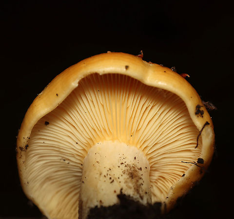 Mushroom - Lactarius sp. Habitat: Mixed forest; growing on the ground
https://www.jungledragon.com/image/112578/mushroom_-_lactarius_sp.html
https://www.jungledragon.com/image/112577/mushroom_-_lactarius_sp.html
https://www.jungledragon.com/image/112576/mushroom_-_lactarius_sp.html Geotagged,Lactarius,Russulaceae,Summer,United States,fungus,mushroom