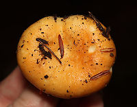Mushroom - Lactarius sp. Habitat: Mixed forest; growing on the ground<br />
https://www.jungledragon.com/image/112577/mushroom_-_lactarius_sp.html<br />
https://www.jungledragon.com/image/112578/mushroom_-_lactarius_sp.html<br />
https://www.jungledragon.com/image/112575/mushroom_-_lactarius_sp.html Geotagged,Summer,United States