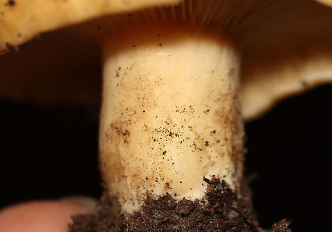 Mushroom - Lactarius sp. Habitat: Mixed forest; growing on the ground
https://www.jungledragon.com/image/112575/mushroom_-_lactarius_sp.html
https://www.jungledragon.com/image/112578/mushroom_-_lactarius_sp.html
https://www.jungledragon.com/image/112576/mushroom_-_lactarius_sp.html Geotagged,Summer,United States