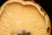 Mushroom - Lactarius sp. Habitat: Mixed forest; growing on the ground<br />
https://www.jungledragon.com/image/112575/mushroom_-_lactarius_sp.html<br />
https://www.jungledragon.com/image/112577/mushroom_-_lactarius_sp.html<br />
https://www.jungledragon.com/image/112576/mushroom_-_lactarius_sp.html Geotagged,Summer,United States