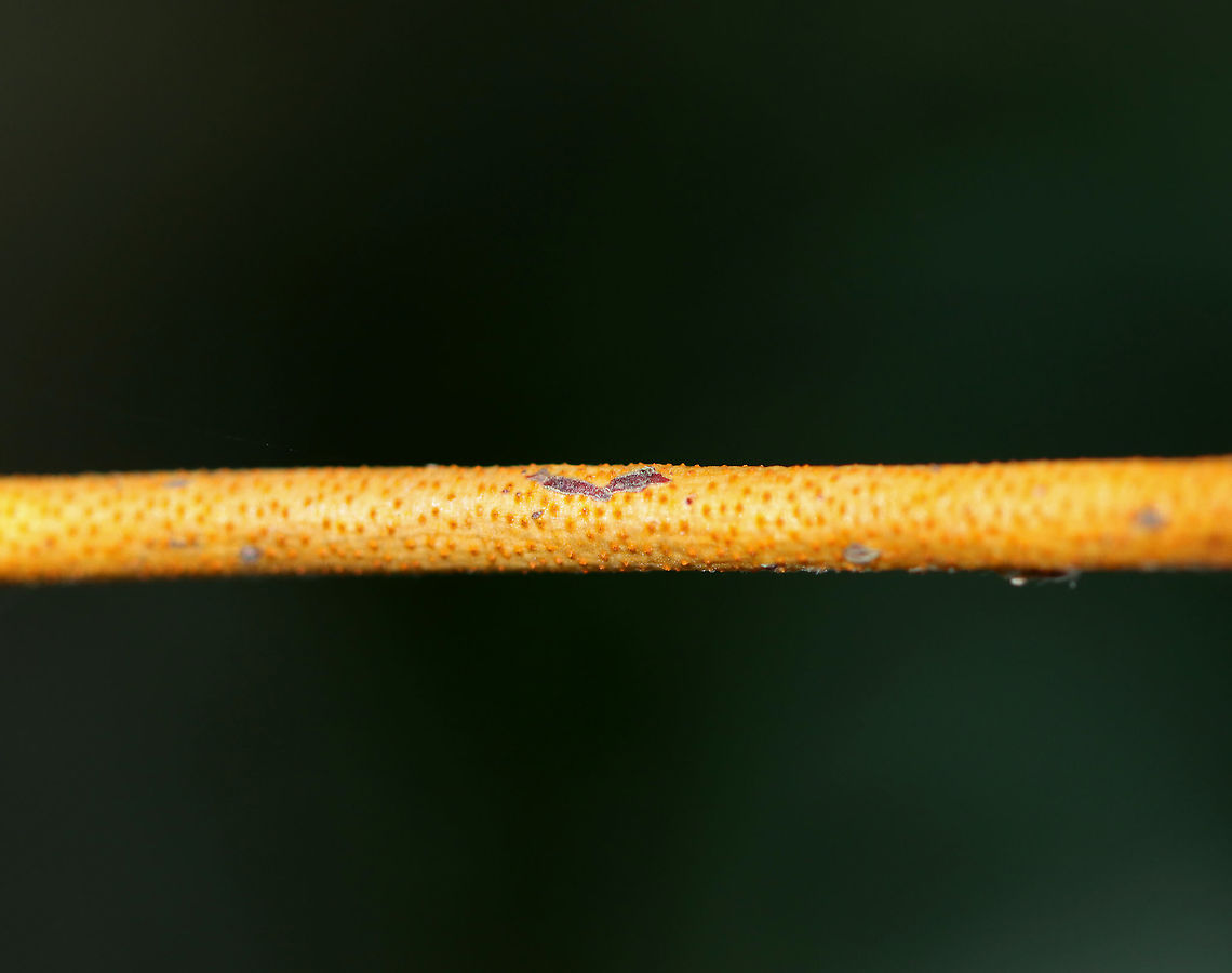 Dogwood Golden Canker - Aurantioporthe corni *Tentative ID<br />
<br />
These twigs were covered in some kind of orange, crust fungus. <br />
<br />
Habitat: Deciduous forest; the host might be dogwood<br />
<br />
 Aurantioporthe,Aurantioporthe corni,Dogwood Golden Canker,Geotagged,Summer,United States,fungi,orange fungi