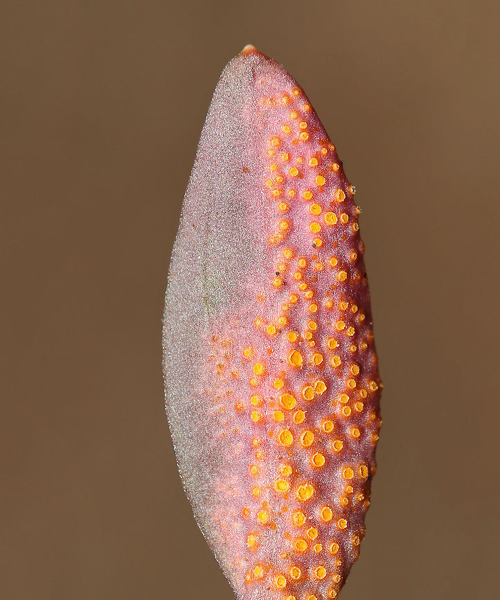 Spring Beauty Rust - Puccinia mariae-wilsoniae Habitat: Deciduous forest; there was a whole cluster of infected spring beauty plants<br />
<figure class="photo"><a href="https://www.jungledragon.com/image/112730/spring_beauty_rust_-_puccinia_mariae-wilsoniae.html" title="Spring Beauty Rust - Puccinia mariae-wilsoniae"><img src="https://s3.amazonaws.com/media.jungledragon.com/images/3232/112730_thumb.jpg?AWSAccessKeyId=05GMT0V3GWVNE7GGM1R2&Expires=1759968010&Signature=Q1gSkrbnDv089zglHW9xaRoAKyo%3D" width="200" height="162" alt="Spring Beauty Rust - Puccinia mariae-wilsoniae Habitat: Deciduous forest; there was a whole cluster of infected spring beauty plants<br />
https://www.jungledragon.com/image/112732/spring_beauty_rust_-_puccinia_mariae-wilsoniae.html<br />
https://www.jungledragon.com/image/112731/spring_beauty_rust_-_puccinia_mariae-wilsoniae.html<br />
https://www.jungledragon.com/image/112729/spring_beauty_rust_-_puccinia_mariae-wilsoniae.html<br />
<br />
Nineteen days later (during which they were stored in a refrigerator):<br />
https://www.jungledragon.com/image/113851/spring_beauty_rust_-_puccinia_mariae-wilsoniae.html Geotagged,Puccinia mariae-wilsoniae,Spring,Spring beauty rust,United States" /></a></figure><br />
<figure class="photo"><a href="https://www.jungledragon.com/image/112731/spring_beauty_rust_-_puccinia_mariae-wilsoniae.html" title="Spring Beauty Rust - Puccinia mariae-wilsoniae"><img src="https://s3.amazonaws.com/media.jungledragon.com/images/3232/112731_thumb.jpg?AWSAccessKeyId=05GMT0V3GWVNE7GGM1R2&Expires=1759968010&Signature=4jVOBWtk4iLMwmNlx6C7kMNKUdI%3D" width="200" height="138" alt="Spring Beauty Rust - Puccinia mariae-wilsoniae Habitat: Deciduous forest; there was a whole cluster of infected spring beauty plants<br />
https://www.jungledragon.com/image/112732/spring_beauty_rust_-_puccinia_mariae-wilsoniae.html<br />
https://www.jungledragon.com/image/112730/spring_beauty_rust_-_puccinia_mariae-wilsoniae.html<br />
https://www.jungledragon.com/image/112729/spring_beauty_rust_-_puccinia_mariae-wilsoniae.html Geotagged,Puccinia mariae-wilsoniae,Spring,Spring beauty rust,United States" /></a></figure><br />
<figure class="photo"><a href="https://www.jungledragon.com/image/112732/spring_beauty_rust_-_puccinia_mariae-wilsoniae.html" title="Spring Beauty Rust - Puccinia mariae-wilsoniae"><img src="https://s3.amazonaws.com/media.jungledragon.com/images/3232/112732_thumb.jpg?AWSAccessKeyId=05GMT0V3GWVNE7GGM1R2&Expires=1759968010&Signature=ieIGVNF4YRJoSH4Ov7NQxZTeDbE%3D" width="200" height="138" alt="Spring Beauty Rust - Puccinia mariae-wilsoniae Habitat: Deciduous forest; there was a whole cluster of infected spring beauty plants<br />
https://www.jungledragon.com/image/112731/spring_beauty_rust_-_puccinia_mariae-wilsoniae.html<br />
https://www.jungledragon.com/image/112730/spring_beauty_rust_-_puccinia_mariae-wilsoniae.html<br />
https://www.jungledragon.com/image/112729/spring_beauty_rust_-_puccinia_mariae-wilsoniae.html Geotagged,Puccinia mariae-wilsoniae,Spring,Spring beauty rust,United States" /></a></figure> Geotagged,Puccinia,Puccinia mariae-wilsoniae,Spring,Spring beauty rust,United States,fungus,rust,spring beauty