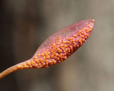 Spring Beauty Rust - Puccinia mariae-wilsoniae Habitat: Deciduous forest; there was a whole cluster of infected spring beauty plants
https://www.jungledragon.com/image/112732/spring_beauty_rust_-_puccinia_mariae-wilsoniae.html
https://www.jungledragon.com/image/112731/spring_beauty_rust_-_puccinia_mariae-wilsoniae.html
https://www.jungledragon.com/image/112729/spring_beauty_rust_-_puccinia_mariae-wilsoniae.html

Nineteen days later (during which they were stored in a refrigerator):
https://www.jungledragon.com/image/113851/spring_beauty_rust_-_puccinia_mariae-wilsoniae.html Geotagged,Puccinia mariae-wilsoniae,Spring,Spring beauty rust,United States