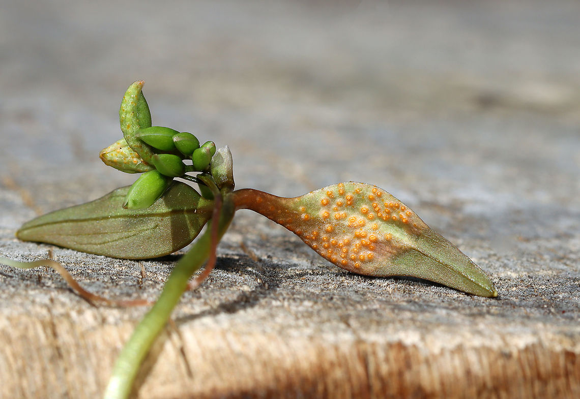 Spring Beauty Rust - Puccinia mariae-wilsoniae Habitat: Deciduous forest; there was a whole cluster of infected spring beauty plants<br />
<figure class="photo"><a href="https://www.jungledragon.com/image/112732/spring_beauty_rust_-_puccinia_mariae-wilsoniae.html" title="Spring Beauty Rust - Puccinia mariae-wilsoniae"><img src="https://s3.amazonaws.com/media.jungledragon.com/images/3232/112732_thumb.jpg?AWSAccessKeyId=05GMT0V3GWVNE7GGM1R2&Expires=1767225610&Signature=1TPrpohWT3nMXRcHhn%2BBGPUT8PE%3D" width="200" height="138" alt="Spring Beauty Rust - Puccinia mariae-wilsoniae Habitat: Deciduous forest; there was a whole cluster of infected spring beauty plants<br />
https://www.jungledragon.com/image/112731/spring_beauty_rust_-_puccinia_mariae-wilsoniae.html<br />
https://www.jungledragon.com/image/112730/spring_beauty_rust_-_puccinia_mariae-wilsoniae.html<br />
https://www.jungledragon.com/image/112729/spring_beauty_rust_-_puccinia_mariae-wilsoniae.html Geotagged,Puccinia mariae-wilsoniae,Spring,Spring beauty rust,United States" /></a></figure><br />
<figure class="photo"><a href="https://www.jungledragon.com/image/112730/spring_beauty_rust_-_puccinia_mariae-wilsoniae.html" title="Spring Beauty Rust - Puccinia mariae-wilsoniae"><img src="https://s3.amazonaws.com/media.jungledragon.com/images/3232/112730_thumb.jpg?AWSAccessKeyId=05GMT0V3GWVNE7GGM1R2&Expires=1767225610&Signature=z5yZM6m1VndZJmmH3riuujX%2F6Hw%3D" width="200" height="162" alt="Spring Beauty Rust - Puccinia mariae-wilsoniae Habitat: Deciduous forest; there was a whole cluster of infected spring beauty plants<br />
https://www.jungledragon.com/image/112732/spring_beauty_rust_-_puccinia_mariae-wilsoniae.html<br />
https://www.jungledragon.com/image/112731/spring_beauty_rust_-_puccinia_mariae-wilsoniae.html<br />
https://www.jungledragon.com/image/112729/spring_beauty_rust_-_puccinia_mariae-wilsoniae.html<br />
<br />
Nineteen days later (during which they were stored in a refrigerator):<br />
https://www.jungledragon.com/image/113851/spring_beauty_rust_-_puccinia_mariae-wilsoniae.html Geotagged,Puccinia mariae-wilsoniae,Spring,Spring beauty rust,United States" /></a></figure><br />
<figure class="photo"><a href="https://www.jungledragon.com/image/112729/spring_beauty_rust_-_puccinia_mariae-wilsoniae.html" title="Spring Beauty Rust - Puccinia mariae-wilsoniae"><img src="https://s3.amazonaws.com/media.jungledragon.com/images/3232/112729_thumb.jpg?AWSAccessKeyId=05GMT0V3GWVNE7GGM1R2&Expires=1767225610&Signature=nEY0DarMLBGKlz6XoSLuxJSYiGY%3D" width="128" height="152" alt="Spring Beauty Rust - Puccinia mariae-wilsoniae Habitat: Deciduous forest; there was a whole cluster of infected spring beauty plants<br />
https://www.jungledragon.com/image/112730/spring_beauty_rust_-_puccinia_mariae-wilsoniae.html<br />
https://www.jungledragon.com/image/112731/spring_beauty_rust_-_puccinia_mariae-wilsoniae.html<br />
https://www.jungledragon.com/image/112732/spring_beauty_rust_-_puccinia_mariae-wilsoniae.html Geotagged,Puccinia,Puccinia mariae-wilsoniae,Spring,Spring beauty rust,United States,fungus,rust,spring beauty" /></a></figure> Geotagged,Puccinia mariae-wilsoniae,Spring,Spring beauty rust,United States