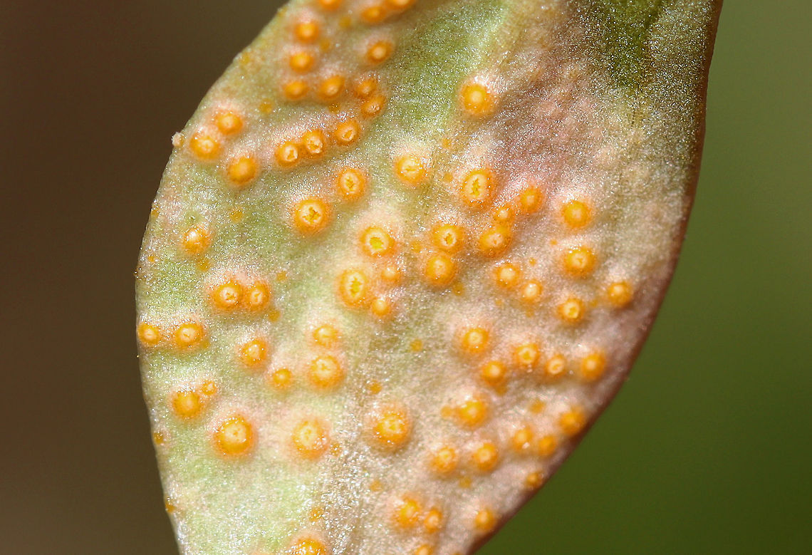 Spring Beauty Rust - Puccinia mariae-wilsoniae Habitat: Deciduous forest; there was a whole cluster of infected spring beauty plants<br />
<figure class="photo"><a href="https://www.jungledragon.com/image/112731/spring_beauty_rust_-_puccinia_mariae-wilsoniae.html" title="Spring Beauty Rust - Puccinia mariae-wilsoniae"><img src="https://s3.amazonaws.com/media.jungledragon.com/images/3232/112731_thumb.jpg?AWSAccessKeyId=05GMT0V3GWVNE7GGM1R2&Expires=1767225610&Signature=vycbQDwa5BCDuLVrgXUZgF%2FGnoY%3D" width="200" height="138" alt="Spring Beauty Rust - Puccinia mariae-wilsoniae Habitat: Deciduous forest; there was a whole cluster of infected spring beauty plants<br />
https://www.jungledragon.com/image/112732/spring_beauty_rust_-_puccinia_mariae-wilsoniae.html<br />
https://www.jungledragon.com/image/112730/spring_beauty_rust_-_puccinia_mariae-wilsoniae.html<br />
https://www.jungledragon.com/image/112729/spring_beauty_rust_-_puccinia_mariae-wilsoniae.html Geotagged,Puccinia mariae-wilsoniae,Spring,Spring beauty rust,United States" /></a></figure><br />
<figure class="photo"><a href="https://www.jungledragon.com/image/112730/spring_beauty_rust_-_puccinia_mariae-wilsoniae.html" title="Spring Beauty Rust - Puccinia mariae-wilsoniae"><img src="https://s3.amazonaws.com/media.jungledragon.com/images/3232/112730_thumb.jpg?AWSAccessKeyId=05GMT0V3GWVNE7GGM1R2&Expires=1767225610&Signature=z5yZM6m1VndZJmmH3riuujX%2F6Hw%3D" width="200" height="162" alt="Spring Beauty Rust - Puccinia mariae-wilsoniae Habitat: Deciduous forest; there was a whole cluster of infected spring beauty plants<br />
https://www.jungledragon.com/image/112732/spring_beauty_rust_-_puccinia_mariae-wilsoniae.html<br />
https://www.jungledragon.com/image/112731/spring_beauty_rust_-_puccinia_mariae-wilsoniae.html<br />
https://www.jungledragon.com/image/112729/spring_beauty_rust_-_puccinia_mariae-wilsoniae.html<br />
<br />
Nineteen days later (during which they were stored in a refrigerator):<br />
https://www.jungledragon.com/image/113851/spring_beauty_rust_-_puccinia_mariae-wilsoniae.html Geotagged,Puccinia mariae-wilsoniae,Spring,Spring beauty rust,United States" /></a></figure><br />
<figure class="photo"><a href="https://www.jungledragon.com/image/112729/spring_beauty_rust_-_puccinia_mariae-wilsoniae.html" title="Spring Beauty Rust - Puccinia mariae-wilsoniae"><img src="https://s3.amazonaws.com/media.jungledragon.com/images/3232/112729_thumb.jpg?AWSAccessKeyId=05GMT0V3GWVNE7GGM1R2&Expires=1767225610&Signature=nEY0DarMLBGKlz6XoSLuxJSYiGY%3D" width="128" height="152" alt="Spring Beauty Rust - Puccinia mariae-wilsoniae Habitat: Deciduous forest; there was a whole cluster of infected spring beauty plants<br />
https://www.jungledragon.com/image/112730/spring_beauty_rust_-_puccinia_mariae-wilsoniae.html<br />
https://www.jungledragon.com/image/112731/spring_beauty_rust_-_puccinia_mariae-wilsoniae.html<br />
https://www.jungledragon.com/image/112732/spring_beauty_rust_-_puccinia_mariae-wilsoniae.html Geotagged,Puccinia,Puccinia mariae-wilsoniae,Spring,Spring beauty rust,United States,fungus,rust,spring beauty" /></a></figure> Geotagged,Puccinia mariae-wilsoniae,Spring,Spring beauty rust,United States