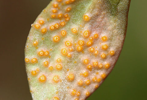 Spring Beauty Rust - Puccinia mariae-wilsoniae Habitat: Deciduous forest; there was a whole cluster of infected spring beauty plants
https://www.jungledragon.com/image/112731/spring_beauty_rust_-_puccinia_mariae-wilsoniae.html
https://www.jungledragon.com/image/112730/spring_beauty_rust_-_puccinia_mariae-wilsoniae.html
https://www.jungledragon.com/image/112729/spring_beauty_rust_-_puccinia_mariae-wilsoniae.html Geotagged,Puccinia mariae-wilsoniae,Spring,Spring beauty rust,United States
