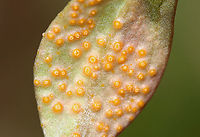 Spring Beauty Rust - Puccinia mariae-wilsoniae Habitat: Deciduous forest; there was a whole cluster of infected spring beauty plants<br />
https://www.jungledragon.com/image/112731/spring_beauty_rust_-_puccinia_mariae-wilsoniae.html<br />
https://www.jungledragon.com/image/112730/spring_beauty_rust_-_puccinia_mariae-wilsoniae.html<br />
https://www.jungledragon.com/image/112729/spring_beauty_rust_-_puccinia_mariae-wilsoniae.html Geotagged,Puccinia mariae-wilsoniae,Spring,Spring beauty rust,United States