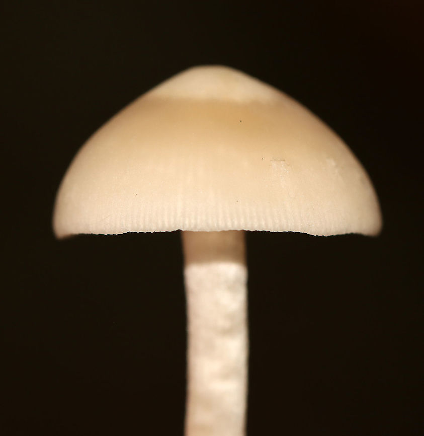 Mushroom - Agaricales, maybe Psathyrella sp.? Habitat: Mixed forest<br />
<figure class="photo"><a href="https://www.jungledragon.com/image/112763/mushroom_-_agaricales_maybe_psathyrella_sp.html" title="Mushroom - Agaricales, maybe Psathyrella sp.?"><img src="https://s3.amazonaws.com/media.jungledragon.com/images/3232/112763_thumb.jpg?AWSAccessKeyId=05GMT0V3GWVNE7GGM1R2&Expires=1769040010&Signature=wKT94tR42u6BfHohjaZ8boSlMVs%3D" width="200" height="190" alt="Mushroom - Agaricales, maybe Psathyrella sp.? Habitat: Mixed forest<br />
https://www.jungledragon.com/image/112760/mushroom_-_agaricales_maybe_psathyrella_sp.html<br />
https://www.jungledragon.com/image/112762/mushroom_-_agaricales_maybe_psathyrella_sp.html<br />
https://www.jungledragon.com/image/112761/mushroom_-_agaricales_maybe_psathyrella_sp.html Geotagged,Summer,United States" /></a></figure><br />
<figure class="photo"><a href="https://www.jungledragon.com/image/112762/mushroom_-_agaricales_maybe_psathyrella_sp.html" title="Mushroom - Agaricales, maybe Psathyrella sp.?"><img src="https://s3.amazonaws.com/media.jungledragon.com/images/3232/112762_thumb.jpg?AWSAccessKeyId=05GMT0V3GWVNE7GGM1R2&Expires=1769040010&Signature=dnL6OYZWOKhJPl7G0cD5m9xqeU8%3D" width="200" height="186" alt="Mushroom - Agaricales, maybe Psathyrella sp.? Habitat: Mixed forest<br />
https://www.jungledragon.com/image/112760/mushroom_-_agaricales_maybe_psathyrella_sp.html<br />
https://www.jungledragon.com/image/112763/mushroom_-_agaricales_maybe_psathyrella_sp.html<br />
https://www.jungledragon.com/image/112761/mushroom_-_agaricales_maybe_psathyrella_sp.html Geotagged,Summer,United States" /></a></figure><br />
<figure class="photo"><a href="https://www.jungledragon.com/image/112761/mushroom_-_agaricales_maybe_psathyrella_sp.html" title="Mushroom - Agaricales, maybe Psathyrella sp.?"><img src="https://s3.amazonaws.com/media.jungledragon.com/images/3232/112761_thumb.jpg?AWSAccessKeyId=05GMT0V3GWVNE7GGM1R2&Expires=1769040010&Signature=1RD1xs2Kp7B7EFCKGcUzbGl21Fw%3D" width="102" height="152" alt="Mushroom - Agaricales, maybe Psathyrella sp.? Habitat: Mixed forest<br />
https://www.jungledragon.com/image/112762/mushroom_-_agaricales_maybe_psathyrella_sp.html<br />
https://www.jungledragon.com/image/112760/mushroom_-_agaricales_maybe_psathyrella_sp.html<br />
https://www.jungledragon.com/image/112763/mushroom_-_agaricales_maybe_psathyrella_sp.html Geotagged,Summer,United States" /></a></figure> Agaricales,Geotagged,Summer,United States,fungus,mushroom