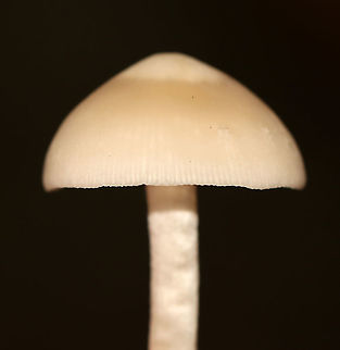Mushroom - Agaricales, maybe Psathyrella sp.? Habitat: Mixed forest
https://www.jungledragon.com/image/112763/mushroom_-_agaricales_maybe_psathyrella_sp.html
https://www.jungledragon.com/image/112762/mushroom_-_agaricales_maybe_psathyrella_sp.html
https://www.jungledragon.com/image/112761/mushroom_-_agaricales_maybe_psathyrella_sp.html Agaricales,Geotagged,Summer,United States,fungus,mushroom