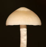 Mushroom - Agaricales, maybe Psathyrella sp.? Habitat: Mixed forest<br />
https://www.jungledragon.com/image/112763/mushroom_-_agaricales_maybe_psathyrella_sp.html<br />
https://www.jungledragon.com/image/112762/mushroom_-_agaricales_maybe_psathyrella_sp.html<br />
https://www.jungledragon.com/image/112761/mushroom_-_agaricales_maybe_psathyrella_sp.html Agaricales,Geotagged,Summer,United States,fungus,mushroom