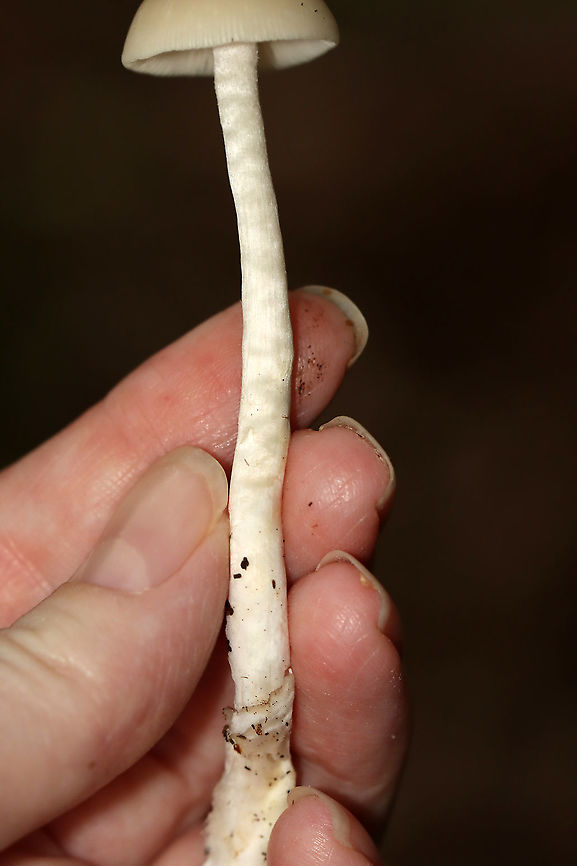 Mushroom - Agaricales, maybe Psathyrella sp.? Habitat: Mixed forest<br />
<figure class="photo"><a href="https://www.jungledragon.com/image/112762/mushroom_-_agaricales_maybe_psathyrella_sp.html" title="Mushroom - Agaricales, maybe Psathyrella sp.?"><img src="https://s3.amazonaws.com/media.jungledragon.com/images/3232/112762_thumb.jpg?AWSAccessKeyId=05GMT0V3GWVNE7GGM1R2&Expires=1759968010&Signature=4mdskuLtKZrR7KKLkSIgzv7AISI%3D" width="200" height="186" alt="Mushroom - Agaricales, maybe Psathyrella sp.? Habitat: Mixed forest<br />
https://www.jungledragon.com/image/112760/mushroom_-_agaricales_maybe_psathyrella_sp.html<br />
https://www.jungledragon.com/image/112763/mushroom_-_agaricales_maybe_psathyrella_sp.html<br />
https://www.jungledragon.com/image/112761/mushroom_-_agaricales_maybe_psathyrella_sp.html Geotagged,Summer,United States" /></a></figure><br />
<figure class="photo"><a href="https://www.jungledragon.com/image/112760/mushroom_-_agaricales_maybe_psathyrella_sp.html" title="Mushroom - Agaricales, maybe Psathyrella sp.?"><img src="https://s3.amazonaws.com/media.jungledragon.com/images/3232/112760_thumb.jpg?AWSAccessKeyId=05GMT0V3GWVNE7GGM1R2&Expires=1759968010&Signature=GxASvvbhY4v7jq4foV33kNrcbjk%3D" width="148" height="152" alt="Mushroom - Agaricales, maybe Psathyrella sp.? Habitat: Mixed forest<br />
https://www.jungledragon.com/image/112763/mushroom_-_agaricales_maybe_psathyrella_sp.html<br />
https://www.jungledragon.com/image/112762/mushroom_-_agaricales_maybe_psathyrella_sp.html<br />
https://www.jungledragon.com/image/112761/mushroom_-_agaricales_maybe_psathyrella_sp.html Agaricales,Geotagged,Summer,United States,fungus,mushroom" /></a></figure><br />
<figure class="photo"><a href="https://www.jungledragon.com/image/112763/mushroom_-_agaricales_maybe_psathyrella_sp.html" title="Mushroom - Agaricales, maybe Psathyrella sp.?"><img src="https://s3.amazonaws.com/media.jungledragon.com/images/3232/112763_thumb.jpg?AWSAccessKeyId=05GMT0V3GWVNE7GGM1R2&Expires=1759968010&Signature=4fa40ZMY6ZTZA5sEWvQIePT858s%3D" width="200" height="190" alt="Mushroom - Agaricales, maybe Psathyrella sp.? Habitat: Mixed forest<br />
https://www.jungledragon.com/image/112760/mushroom_-_agaricales_maybe_psathyrella_sp.html<br />
https://www.jungledragon.com/image/112762/mushroom_-_agaricales_maybe_psathyrella_sp.html<br />
https://www.jungledragon.com/image/112761/mushroom_-_agaricales_maybe_psathyrella_sp.html Geotagged,Summer,United States" /></a></figure> Geotagged,Summer,United States