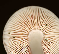 Mushroom - Agaricales, maybe Psathyrella sp.? Habitat: Mixed forest<br />
https://www.jungledragon.com/image/112760/mushroom_-_agaricales_maybe_psathyrella_sp.html<br />
https://www.jungledragon.com/image/112763/mushroom_-_agaricales_maybe_psathyrella_sp.html<br />
https://www.jungledragon.com/image/112761/mushroom_-_agaricales_maybe_psathyrella_sp.html Geotagged,Summer,United States