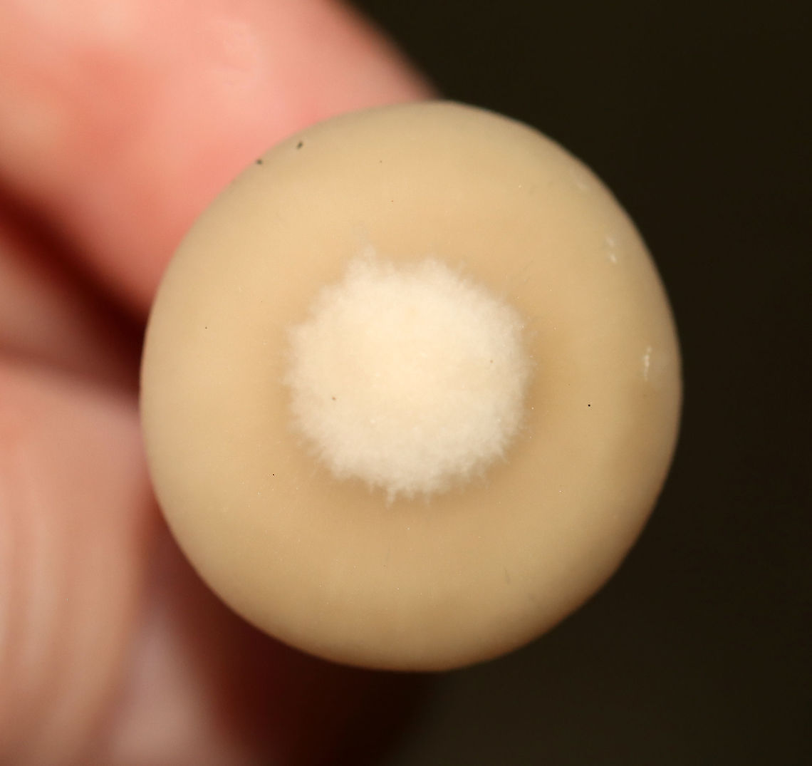 Mushroom - Agaricales, maybe Psathyrella sp.? Habitat: Mixed forest<br />
<figure class="photo"><a href="https://www.jungledragon.com/image/112760/mushroom_-_agaricales_maybe_psathyrella_sp.html" title="Mushroom - Agaricales, maybe Psathyrella sp.?"><img src="https://s3.amazonaws.com/media.jungledragon.com/images/3232/112760_thumb.jpg?AWSAccessKeyId=05GMT0V3GWVNE7GGM1R2&Expires=1769040010&Signature=Kd1xbxBHv7DavSdl8pxlpu6LfsI%3D" width="148" height="152" alt="Mushroom - Agaricales, maybe Psathyrella sp.? Habitat: Mixed forest<br />
https://www.jungledragon.com/image/112763/mushroom_-_agaricales_maybe_psathyrella_sp.html<br />
https://www.jungledragon.com/image/112762/mushroom_-_agaricales_maybe_psathyrella_sp.html<br />
https://www.jungledragon.com/image/112761/mushroom_-_agaricales_maybe_psathyrella_sp.html Agaricales,Geotagged,Summer,United States,fungus,mushroom" /></a></figure><br />
<figure class="photo"><a href="https://www.jungledragon.com/image/112762/mushroom_-_agaricales_maybe_psathyrella_sp.html" title="Mushroom - Agaricales, maybe Psathyrella sp.?"><img src="https://s3.amazonaws.com/media.jungledragon.com/images/3232/112762_thumb.jpg?AWSAccessKeyId=05GMT0V3GWVNE7GGM1R2&Expires=1769040010&Signature=dnL6OYZWOKhJPl7G0cD5m9xqeU8%3D" width="200" height="186" alt="Mushroom - Agaricales, maybe Psathyrella sp.? Habitat: Mixed forest<br />
https://www.jungledragon.com/image/112760/mushroom_-_agaricales_maybe_psathyrella_sp.html<br />
https://www.jungledragon.com/image/112763/mushroom_-_agaricales_maybe_psathyrella_sp.html<br />
https://www.jungledragon.com/image/112761/mushroom_-_agaricales_maybe_psathyrella_sp.html Geotagged,Summer,United States" /></a></figure><br />
<figure class="photo"><a href="https://www.jungledragon.com/image/112761/mushroom_-_agaricales_maybe_psathyrella_sp.html" title="Mushroom - Agaricales, maybe Psathyrella sp.?"><img src="https://s3.amazonaws.com/media.jungledragon.com/images/3232/112761_thumb.jpg?AWSAccessKeyId=05GMT0V3GWVNE7GGM1R2&Expires=1769040010&Signature=1RD1xs2Kp7B7EFCKGcUzbGl21Fw%3D" width="102" height="152" alt="Mushroom - Agaricales, maybe Psathyrella sp.? Habitat: Mixed forest<br />
https://www.jungledragon.com/image/112762/mushroom_-_agaricales_maybe_psathyrella_sp.html<br />
https://www.jungledragon.com/image/112760/mushroom_-_agaricales_maybe_psathyrella_sp.html<br />
https://www.jungledragon.com/image/112763/mushroom_-_agaricales_maybe_psathyrella_sp.html Geotagged,Summer,United States" /></a></figure> Geotagged,Summer,United States