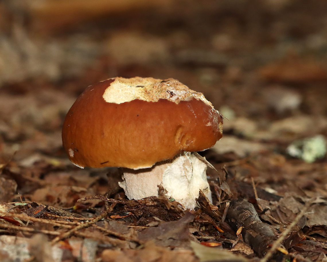 Penny Bun - Boletus cf. edulis This mushroom is classified as Boletus edulis, but whether or not the &quot;true&quot; Boletus edulis occurs in North America is debatable. So, you could consider this mushroom to be Boletus edulis, Boletus cf. edulis, or in the Boeltus edulis group.<br />
<br />
Habitat: Mixed forest Boeltus edulis group,Boletus,Boletus cf. edulis,Boletus edulis,Geotagged,Penny Bun,Summer,United States,bolete