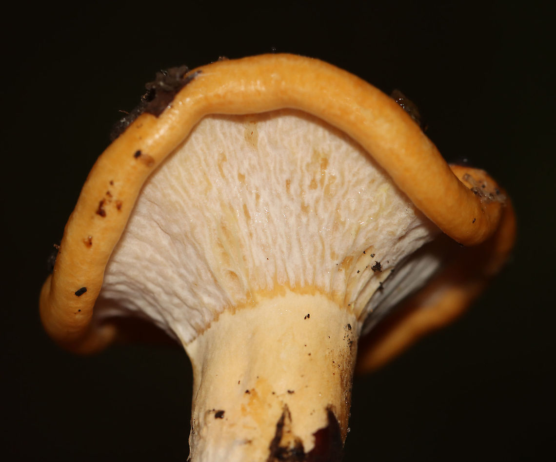 Hypomyces lateritius Hypomyces lateritius is a parasite on the gills of Lactarius species mushrooms. It looks like tan/whitish bumps embedded in the sheet-like tissue covering the gills.<br />
<br />
Habitat: Growing on the ground in a mixed forest Geotagged,Hypomyces lateritius,Summer,United States,mushroom