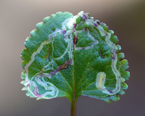 Phyllocnistis insignis on Ragwort (Packera sp.) Habitat: Packera sp. leaf; mesic, mixed forest
https://www.jungledragon.com/image/112769/leafminer_in_violet_leaf_viola_sp.html Geotagged,Packera,Phyllocnistis insignis,Spring,United States,leafmine,leafminer,ragwort