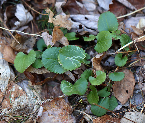 Phyllocnistis insignis on Ragwort (Packera sp.) Habitat: Packera sp. leaf; mesic, mixed forest
https://www.jungledragon.com/image/112768/phyllocnistis_insignis_on_ragwort_packera_sp.html Geotagged,Phyllocnistis insignis,Spring,United States
