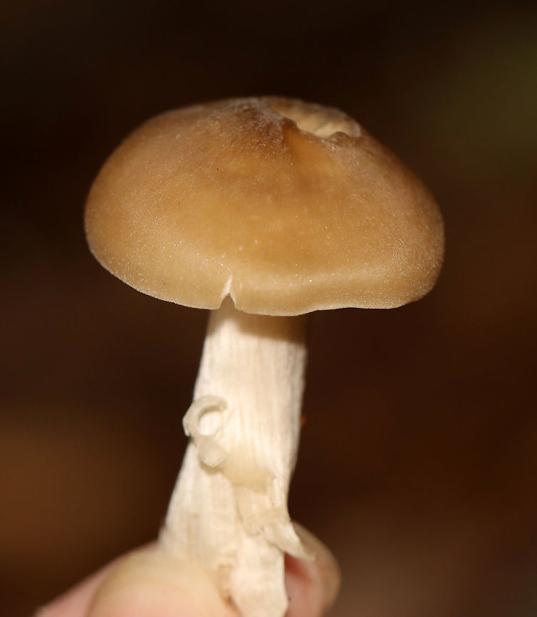 Straight-stalked Entoloma - Entoloma strictius Cap was smooth, finely silky, butterscotch-colored. Tan, nearly distant gills. Cream-colored stipe that was finely silky.<br />
<br />
Habitat: Growing on the ground in a mixed forest<br />
<figure class="photo"><a href="https://www.jungledragon.com/image/112833/straight-stalked_entoloma_-_entoloma_strictius.html" title="Straight-stalked Entoloma - Entoloma strictius"><img src="https://s3.amazonaws.com/media.jungledragon.com/images/3232/112833_thumb.jpg?AWSAccessKeyId=05GMT0V3GWVNE7GGM1R2&Expires=1759968010&Signature=S2%2FUn2lLbT2%2BQh5XW2ePzoXK1Ag%3D" width="200" height="174" alt="Straight-stalked Entoloma - Entoloma strictius Cap was smooth, finely silky, butterscotch-colored. Tan, nearly distant gills. Cream-colored stipe that was finely silky.<br />
<br />
Habitat: Growing on the ground in a mixed forest<br />
https://www.jungledragon.com/image/112831/straight-stalked_entoloma_-_entoloma_strictius.html<br />
https://www.jungledragon.com/image/112832/straight-stalked_entoloma_-_entoloma_strictius.html<br />
 Entoloma strictius,Geotagged,Straight-stalked Entoloma,Summer,United States" /></a></figure><br />
<figure class="photo"><a href="https://www.jungledragon.com/image/112832/straight-stalked_entoloma_-_entoloma_strictius.html" title="Straight-stalked Entoloma - Entoloma strictius"><img src="https://s3.amazonaws.com/media.jungledragon.com/images/3232/112832_thumb.jpg?AWSAccessKeyId=05GMT0V3GWVNE7GGM1R2&Expires=1759968010&Signature=vH%2B56GhjWHOMJI2cBgrctaCUlGc%3D" width="200" height="140" alt="Straight-stalked Entoloma - Entoloma strictius Cap was smooth, finely silky, butterscotch-colored. Tan, nearly distant gills. Cream-colored stipe that was finely silky.<br />
<br />
Habitat: Growing on the ground in a mixed forest<br />
https://www.jungledragon.com/image/112831/straight-stalked_entoloma_-_entoloma_strictius.html<br />
https://www.jungledragon.com/image/112833/straight-stalked_entoloma_-_entoloma_strictius.html Entoloma strictius,Geotagged,Straight-stalked Entoloma,Summer,United States" /></a></figure> Entoloma,Entoloma strictius,Geotagged,Straight-stalked Entoloma,Summer,United States,fungus,mushroom