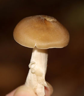 Straight-stalked Entoloma - Entoloma strictius Cap was smooth, finely silky, butterscotch-colored. Tan, nearly distant gills. Cream-colored stipe that was finely silky.

Habitat: Growing on the ground in a mixed forest
https://www.jungledragon.com/image/112833/straight-stalked_entoloma_-_entoloma_strictius.html
https://www.jungledragon.com/image/112832/straight-stalked_entoloma_-_entoloma_strictius.html Entoloma,Entoloma strictius,Geotagged,Straight-stalked Entoloma,Summer,United States,fungus,mushroom