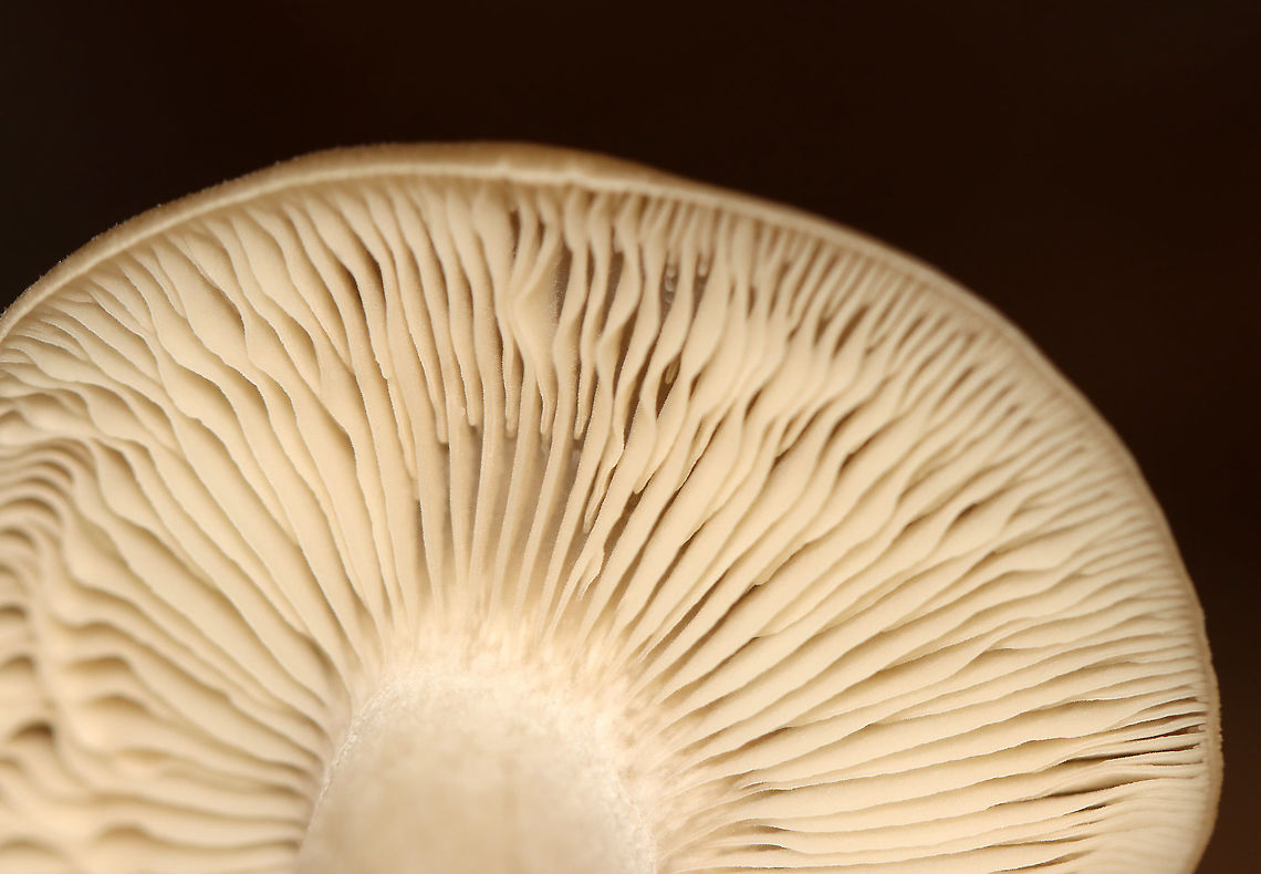 Straight-stalked Entoloma - Entoloma strictius Cap was smooth, finely silky, butterscotch-colored. Tan, nearly distant gills. Cream-colored stipe that was finely silky.<br />
<br />
Habitat: Growing on the ground in a mixed forest<br />
<figure class="photo"><a href="https://www.jungledragon.com/image/112831/straight-stalked_entoloma_-_entoloma_strictius.html" title="Straight-stalked Entoloma - Entoloma strictius"><img src="https://s3.amazonaws.com/media.jungledragon.com/images/3232/112831_thumb.jpg?AWSAccessKeyId=05GMT0V3GWVNE7GGM1R2&Expires=1767225610&Signature=UX%2BiZC3n8R4gPt2EN3H6cNyOSQo%3D" width="134" height="152" alt="Straight-stalked Entoloma - Entoloma strictius Cap was smooth, finely silky, butterscotch-colored. Tan, nearly distant gills. Cream-colored stipe that was finely silky.<br />
<br />
Habitat: Growing on the ground in a mixed forest<br />
https://www.jungledragon.com/image/112833/straight-stalked_entoloma_-_entoloma_strictius.html<br />
https://www.jungledragon.com/image/112832/straight-stalked_entoloma_-_entoloma_strictius.html Entoloma,Entoloma strictius,Geotagged,Straight-stalked Entoloma,Summer,United States,fungus,mushroom" /></a></figure><br />
<figure class="photo"><a href="https://www.jungledragon.com/image/112833/straight-stalked_entoloma_-_entoloma_strictius.html" title="Straight-stalked Entoloma - Entoloma strictius"><img src="https://s3.amazonaws.com/media.jungledragon.com/images/3232/112833_thumb.jpg?AWSAccessKeyId=05GMT0V3GWVNE7GGM1R2&Expires=1767225610&Signature=kdUqExv8%2BuT7MeC2bjcgP2oel%2Bk%3D" width="200" height="174" alt="Straight-stalked Entoloma - Entoloma strictius Cap was smooth, finely silky, butterscotch-colored. Tan, nearly distant gills. Cream-colored stipe that was finely silky.<br />
<br />
Habitat: Growing on the ground in a mixed forest<br />
https://www.jungledragon.com/image/112831/straight-stalked_entoloma_-_entoloma_strictius.html<br />
https://www.jungledragon.com/image/112832/straight-stalked_entoloma_-_entoloma_strictius.html<br />
 Entoloma strictius,Geotagged,Straight-stalked Entoloma,Summer,United States" /></a></figure> Entoloma strictius,Geotagged,Straight-stalked Entoloma,Summer,United States