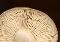 Straight-stalked Entoloma - Entoloma strictius Cap was smooth, finely silky, butterscotch-colored. Tan, nearly distant gills. Cream-colored stipe that was finely silky.<br />
<br />
Habitat: Growing on the ground in a mixed forest<br />
https://www.jungledragon.com/image/112831/straight-stalked_entoloma_-_entoloma_strictius.html<br />
https://www.jungledragon.com/image/112833/straight-stalked_entoloma_-_entoloma_strictius.html Entoloma strictius,Geotagged,Straight-stalked Entoloma,Summer,United States