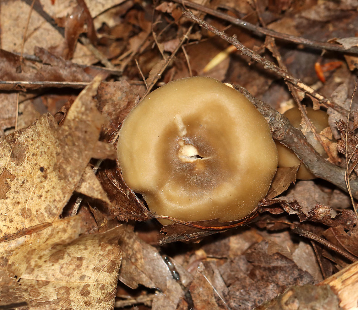 Straight-stalked Entoloma - Entoloma strictius Cap was smooth, finely silky, butterscotch-colored. Tan, nearly distant gills. Cream-colored stipe that was finely silky.<br />
<br />
Habitat: Growing on the ground in a mixed forest<br />
<figure class="photo"><a href="https://www.jungledragon.com/image/112831/straight-stalked_entoloma_-_entoloma_strictius.html" title="Straight-stalked Entoloma - Entoloma strictius"><img src="https://s3.amazonaws.com/media.jungledragon.com/images/3232/112831_thumb.jpg?AWSAccessKeyId=05GMT0V3GWVNE7GGM1R2&Expires=1763596810&Signature=lyfSCpp0RB5g7v2m9%2FU3bZdwH2Y%3D" width="134" height="152" alt="Straight-stalked Entoloma - Entoloma strictius Cap was smooth, finely silky, butterscotch-colored. Tan, nearly distant gills. Cream-colored stipe that was finely silky.<br />
<br />
Habitat: Growing on the ground in a mixed forest<br />
https://www.jungledragon.com/image/112833/straight-stalked_entoloma_-_entoloma_strictius.html<br />
https://www.jungledragon.com/image/112832/straight-stalked_entoloma_-_entoloma_strictius.html Entoloma,Entoloma strictius,Geotagged,Straight-stalked Entoloma,Summer,United States,fungus,mushroom" /></a></figure><br />
<figure class="photo"><a href="https://www.jungledragon.com/image/112832/straight-stalked_entoloma_-_entoloma_strictius.html" title="Straight-stalked Entoloma - Entoloma strictius"><img src="https://s3.amazonaws.com/media.jungledragon.com/images/3232/112832_thumb.jpg?AWSAccessKeyId=05GMT0V3GWVNE7GGM1R2&Expires=1763596810&Signature=gOh4PNTeEOId0yIiYTD25uSmYtQ%3D" width="200" height="140" alt="Straight-stalked Entoloma - Entoloma strictius Cap was smooth, finely silky, butterscotch-colored. Tan, nearly distant gills. Cream-colored stipe that was finely silky.<br />
<br />
Habitat: Growing on the ground in a mixed forest<br />
https://www.jungledragon.com/image/112831/straight-stalked_entoloma_-_entoloma_strictius.html<br />
https://www.jungledragon.com/image/112833/straight-stalked_entoloma_-_entoloma_strictius.html Entoloma strictius,Geotagged,Straight-stalked Entoloma,Summer,United States" /></a></figure><br />
 Entoloma strictius,Geotagged,Straight-stalked Entoloma,Summer,United States