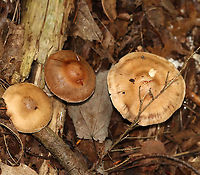 Mushrooms - Cortinarius sp. Habitat: Mixed forest; next to rotting wood<br />
https://www.jungledragon.com/image/112837/mushrooms_-_cortinarius_sp.html<br />
https://www.jungledragon.com/image/112836/mushrooms_-_cortinarius_sp.html Cortinarius,Geotagged,Summer,United States,fungi,fungus,mushroom