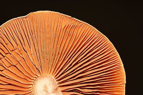 Mushrooms - Cortinarius sp. Habitat: Mixed forest; next to rotting wood
https://www.jungledragon.com/image/112834/mushrooms_-_cortinarius_sp.html
https://www.jungledragon.com/image/112837/mushrooms_-_cortinarius_sp.html Geotagged,Summer,United States