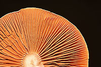 Mushrooms - Cortinarius sp. Habitat: Mixed forest; next to rotting wood<br />
https://www.jungledragon.com/image/112834/mushrooms_-_cortinarius_sp.html<br />
https://www.jungledragon.com/image/112837/mushrooms_-_cortinarius_sp.html Geotagged,Summer,United States