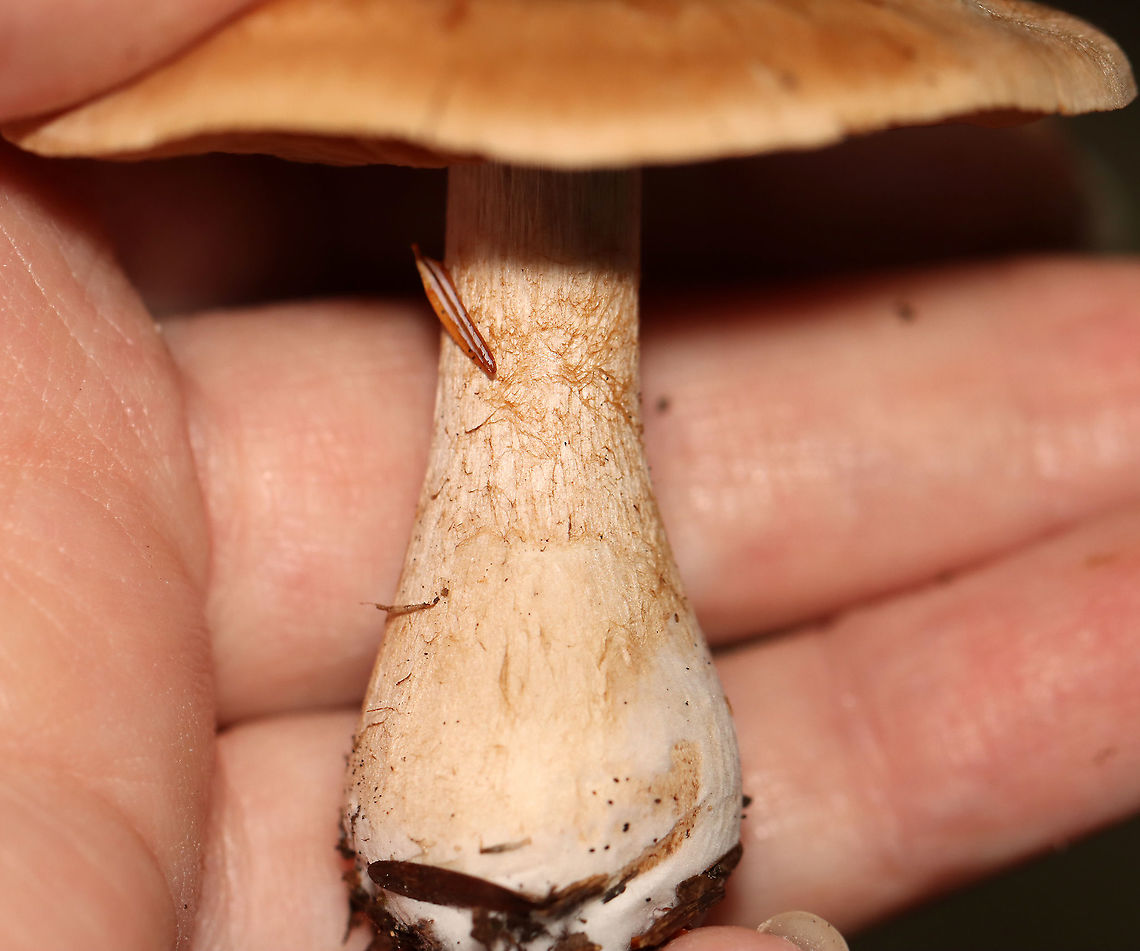 Mushrooms - Cortinarius sp. Habitat: Mixed forest; next to rotting wood<br />
<figure class="photo"><a href="https://www.jungledragon.com/image/112834/mushrooms_-_cortinarius_sp.html" title="Mushrooms - Cortinarius sp."><img src="https://s3.amazonaws.com/media.jungledragon.com/images/3232/112834_thumb.jpg?AWSAccessKeyId=05GMT0V3GWVNE7GGM1R2&Expires=1769040010&Signature=4my%2FuEt7RbTSOfUl28uqRjAlpMU%3D" width="200" height="176" alt="Mushrooms - Cortinarius sp. Habitat: Mixed forest; next to rotting wood<br />
https://www.jungledragon.com/image/112837/mushrooms_-_cortinarius_sp.html<br />
https://www.jungledragon.com/image/112836/mushrooms_-_cortinarius_sp.html Cortinarius,Geotagged,Summer,United States,fungi,fungus,mushroom" /></a></figure><br />
<figure class="photo"><a href="https://www.jungledragon.com/image/112836/mushrooms_-_cortinarius_sp.html" title="Mushrooms - Cortinarius sp."><img src="https://s3.amazonaws.com/media.jungledragon.com/images/3232/112836_thumb.jpg?AWSAccessKeyId=05GMT0V3GWVNE7GGM1R2&Expires=1769040010&Signature=sazfk0D01W%2Bg0bQK85lV9ph6dGA%3D" width="200" height="134" alt="Mushrooms - Cortinarius sp. Habitat: Mixed forest; next to rotting wood<br />
https://www.jungledragon.com/image/112834/mushrooms_-_cortinarius_sp.html<br />
https://www.jungledragon.com/image/112837/mushrooms_-_cortinarius_sp.html Geotagged,Summer,United States" /></a></figure> Geotagged,Summer,United States