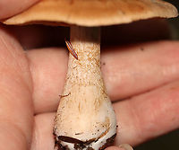Mushrooms - Cortinarius sp. Habitat: Mixed forest; next to rotting wood<br />
https://www.jungledragon.com/image/112834/mushrooms_-_cortinarius_sp.html<br />
https://www.jungledragon.com/image/112836/mushrooms_-_cortinarius_sp.html Geotagged,Summer,United States