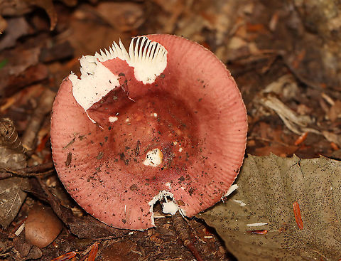 Mushroom - Russula sp. Habitat: Mixed forest Geotagged,Russula,Summer,United States,fungus,mushroom