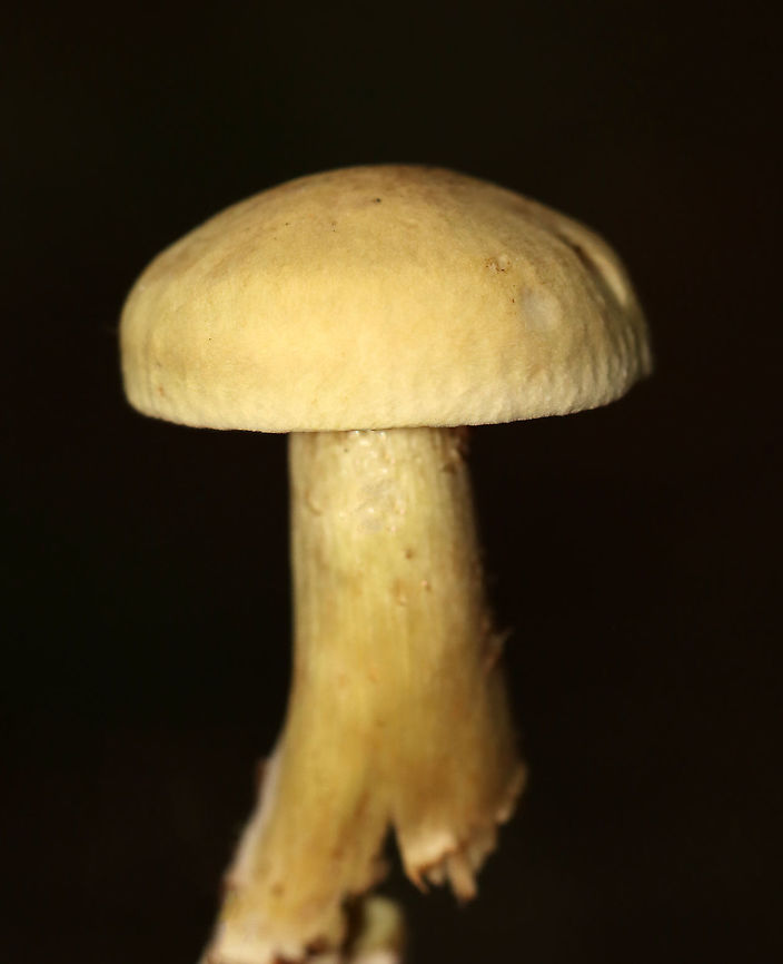 Mushroom - Agaricales Overall, a yellow mushroom with a brownish tint on the stipe. Gills were yellow with short gills. <br />
<br />
Habitat: Growing on the ground in a cluster; mixed forest<br />
<figure class="photo"><a href="https://www.jungledragon.com/image/112843/mushroom_-_agaricales.html" title="Mushroom - Agaricales"><img src="https://s3.amazonaws.com/media.jungledragon.com/images/3232/112843_thumb.jpg?AWSAccessKeyId=05GMT0V3GWVNE7GGM1R2&Expires=1759968010&Signature=n83Neb%2BLTHYpiU6OJlwCAql3zOc%3D" width="200" height="150" alt="Mushroom - Agaricales Overall, a yellow mushroom with a brownish tint on the stipe. Gills were yellow with short gills.<br />
<br />
Habitat: Growing on the ground in a cluster; mixed forest<br />
https://www.jungledragon.com/image/112841/mushroom_-_agaricales.html<br />
https://www.jungledragon.com/image/112842/mushroom_-_agaricales.html Geotagged,Summer,United States" /></a></figure><br />
<figure class="photo"><a href="https://www.jungledragon.com/image/112842/mushroom_-_agaricales.html" title="Mushroom - Agaricales"><img src="https://s3.amazonaws.com/media.jungledragon.com/images/3232/112842_thumb.jpg?AWSAccessKeyId=05GMT0V3GWVNE7GGM1R2&Expires=1759968010&Signature=CZet1hT7UtqXRst7JTaWxaatBYc%3D" width="200" height="148" alt="Mushroom - Agaricales Overall, a yellow mushroom with a brownish tint on the stipe. Gills were yellow with short gills.<br />
<br />
Habitat: Growing on the ground in a cluster; mixed forest<br />
https://www.jungledragon.com/image/112841/mushroom_-_agaricales.html<br />
https://www.jungledragon.com/image/112843/mushroom_-_agaricales.html Geotagged,Summer,United States" /></a></figure> Agaricales,Geotagged,Summer,United States,fungus,mushroom