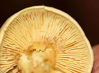 Mushroom - Agaricales Overall, a yellow mushroom with a brownish tint on the stipe. Gills were yellow with short gills.<br />
<br />
Habitat: Growing on the ground in a cluster; mixed forest<br />
https://www.jungledragon.com/image/112841/mushroom_-_agaricales.html<br />
https://www.jungledragon.com/image/112843/mushroom_-_agaricales.html Geotagged,Summer,United States