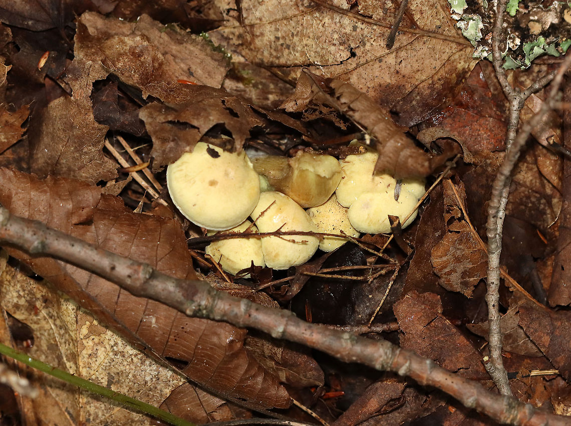 Mushroom - Agaricales Overall, a yellow mushroom with a brownish tint on the stipe. Gills were yellow with short gills.<br />
<br />
Habitat: Growing on the ground in a cluster; mixed forest<br />
<figure class="photo"><a href="https://www.jungledragon.com/image/112841/mushroom_-_agaricales.html" title="Mushroom - Agaricales"><img src="https://s3.amazonaws.com/media.jungledragon.com/images/3232/112841_thumb.jpg?AWSAccessKeyId=05GMT0V3GWVNE7GGM1R2&Expires=1769040010&Signature=uilJHNOau88hBJdpogv%2F2kvvZJw%3D" width="124" height="152" alt="Mushroom - Agaricales Overall, a yellow mushroom with a brownish tint on the stipe. Gills were yellow with short gills. <br />
<br />
Habitat: Growing on the ground in a cluster; mixed forest<br />
https://www.jungledragon.com/image/112843/mushroom_-_agaricales.html<br />
https://www.jungledragon.com/image/112842/mushroom_-_agaricales.html Agaricales,Geotagged,Summer,United States,fungus,mushroom" /></a></figure><br />
<figure class="photo"><a href="https://www.jungledragon.com/image/112842/mushroom_-_agaricales.html" title="Mushroom - Agaricales"><img src="https://s3.amazonaws.com/media.jungledragon.com/images/3232/112842_thumb.jpg?AWSAccessKeyId=05GMT0V3GWVNE7GGM1R2&Expires=1769040010&Signature=04VCy8HQ5ubY%2Bv%2FTlTNkh%2Brz3V8%3D" width="200" height="148" alt="Mushroom - Agaricales Overall, a yellow mushroom with a brownish tint on the stipe. Gills were yellow with short gills.<br />
<br />
Habitat: Growing on the ground in a cluster; mixed forest<br />
https://www.jungledragon.com/image/112841/mushroom_-_agaricales.html<br />
https://www.jungledragon.com/image/112843/mushroom_-_agaricales.html Geotagged,Summer,United States" /></a></figure> Geotagged,Summer,United States