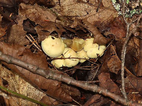 Mushroom - Agaricales Overall, a yellow mushroom with a brownish tint on the stipe. Gills were yellow with short gills.

Habitat: Growing on the ground in a cluster; mixed forest
https://www.jungledragon.com/image/112841/mushroom_-_agaricales.html
https://www.jungledragon.com/image/112842/mushroom_-_agaricales.html Geotagged,Summer,United States