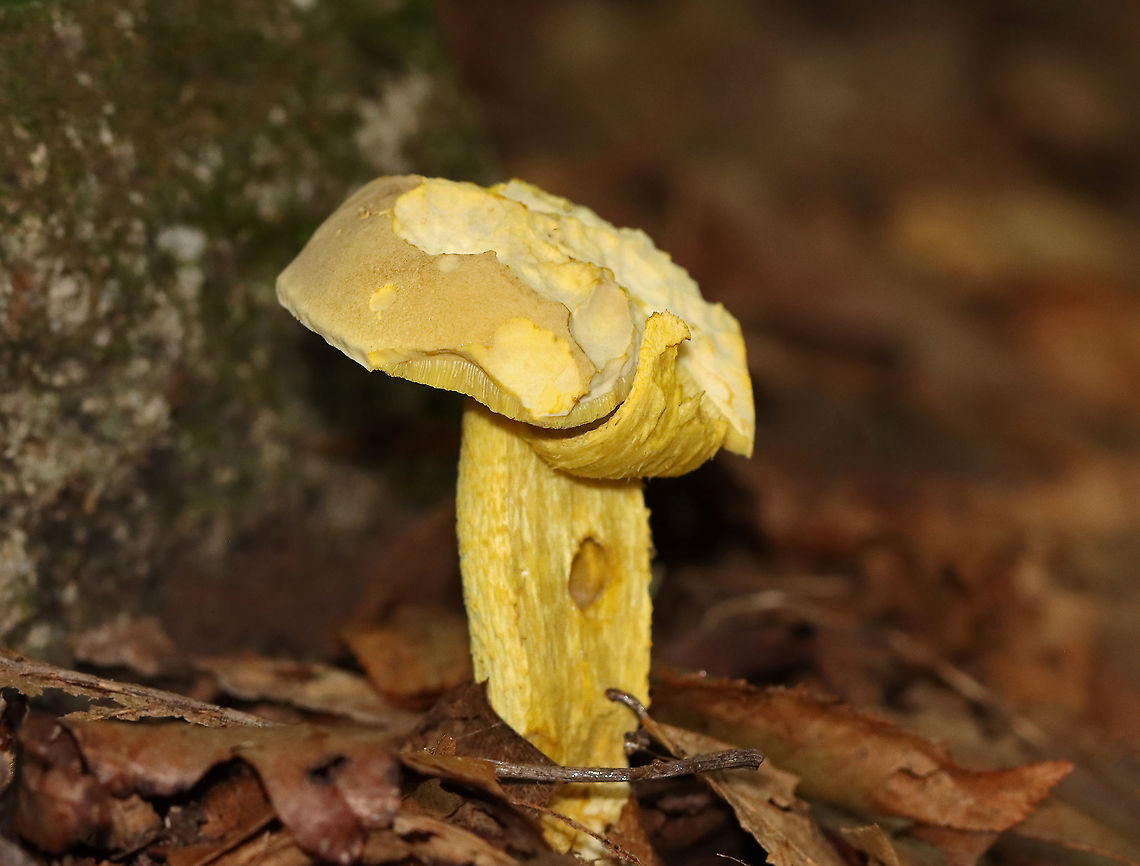 Goldstalk - Retiboletus ornatipes Cap: yellow, smooth; Flesh: pale yellow; Pores: bright yellow and round. Stipe: yellow, reticulate, and tapered; Basal mycelium: pale yellowish<br />
<br />
Habitat: Growing on the ground in a mixed forest Geotagged,Goldstalk,Ornate-stalked bolete,Retiboletus,Retiboletus ornatipes,Summer,United States,fungus,mushroom