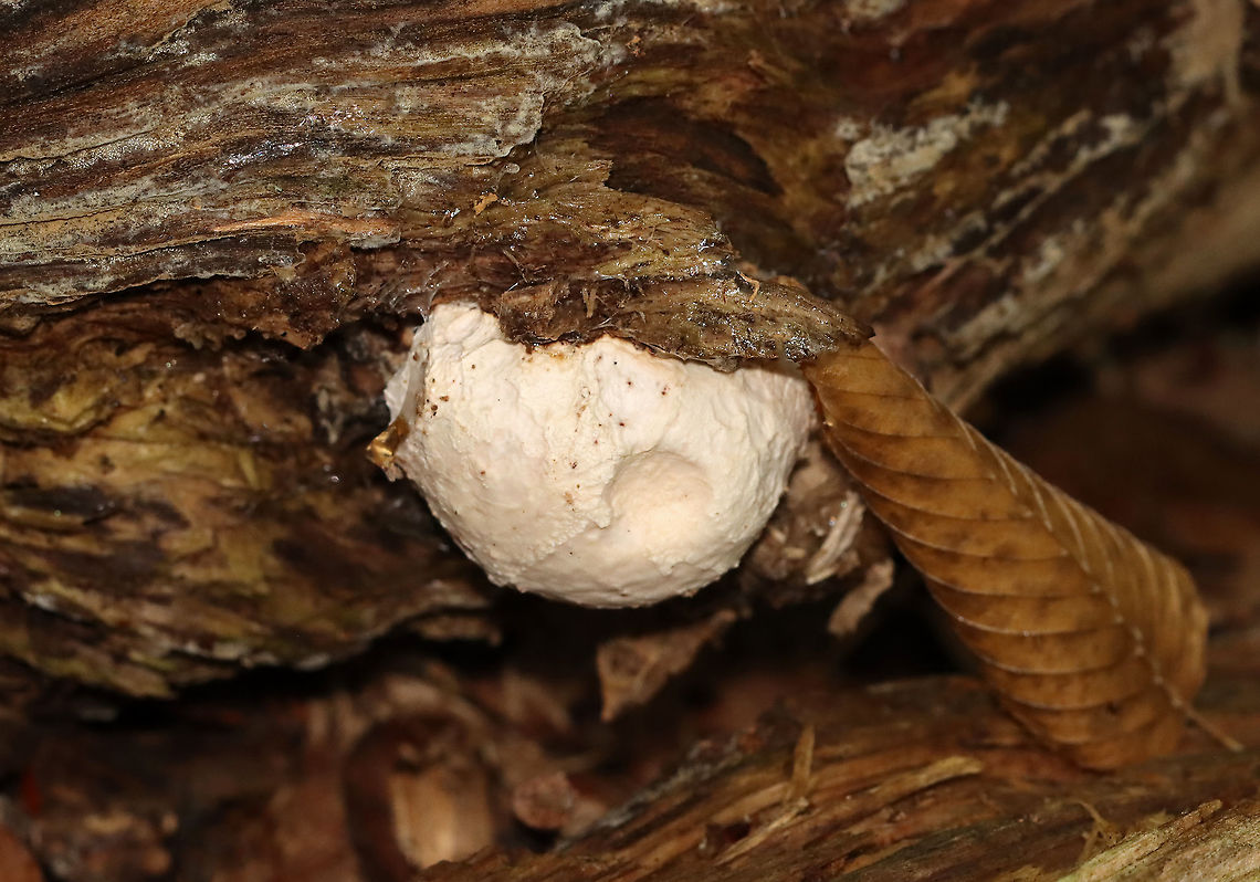 White Blob Fungus -- Postia sp.? Tyromyces sp.? Habitat: Rotting hardwood; mixed forest<br />
<figure class="photo"><a href="https://www.jungledragon.com/image/112846/white_blob_fungus_--_postia_sp._tyromyces_sp.html" title="White Blob Fungus -- Postia sp.? Tyromyces sp.?"><img src="https://s3.amazonaws.com/media.jungledragon.com/images/3232/112846_thumb.jpg?AWSAccessKeyId=05GMT0V3GWVNE7GGM1R2&Expires=1759968010&Signature=4T%2Fa%2FsZ1xA3vXsQALmyN1absAqQ%3D" width="200" height="160" alt="White Blob Fungus -- Postia sp.? Tyromyces sp.? Habitat: Rotting hardwood; mixed forest<br />
https://www.jungledragon.com/image/112845/white_blob_fungus_--_postia_sp._tyromyces_sp.html Geotagged,Summer,United States" /></a></figure> Geotagged,Summer,United States,fungus