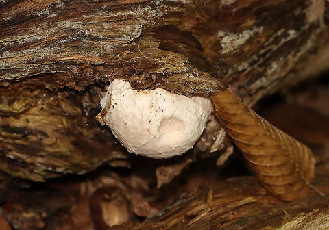 White Blob Fungus -- Postia sp.? Tyromyces sp.? Habitat: Rotting hardwood; mixed forest
https://www.jungledragon.com/image/112846/white_blob_fungus_--_postia_sp._tyromyces_sp.html Geotagged,Summer,United States,fungus