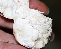 White Blob Fungus -- Postia sp.? Tyromyces sp.? Habitat: Rotting hardwood; mixed forest<br />
https://www.jungledragon.com/image/112845/white_blob_fungus_--_postia_sp._tyromyces_sp.html Geotagged,Summer,United States