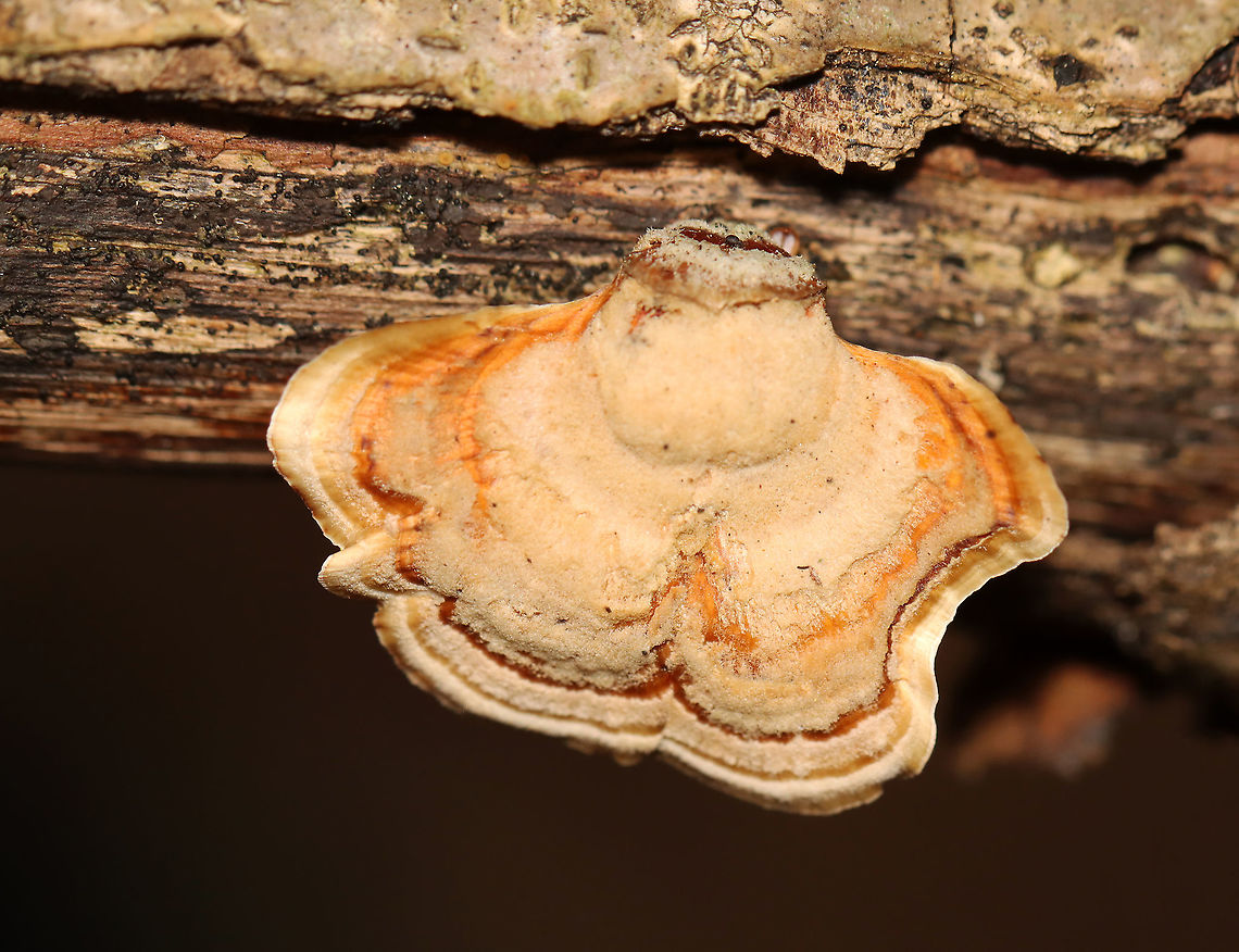 False Turkey-tail - Stereum ostrea Undersurface was smooth.<br />
<br />
Habitat: Growing on rotting wood; mixed forest.  False turkey-tail,Geotagged,Stereum ostrea,Summer,United States,fungus,mushroom,stereum