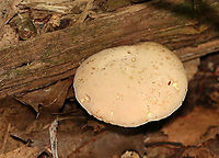 Pale Bolete - Imleria pallida Habitat: Rotting wood; mixed forest<br />
https://www.jungledragon.com/image/112849/pale_bolete_-_imleria_pallida.html Geotagged,Imleria,Imleria pallida,Imleria pallidus,Summer,United States,bolete,fungus,mushroom,pale bolete