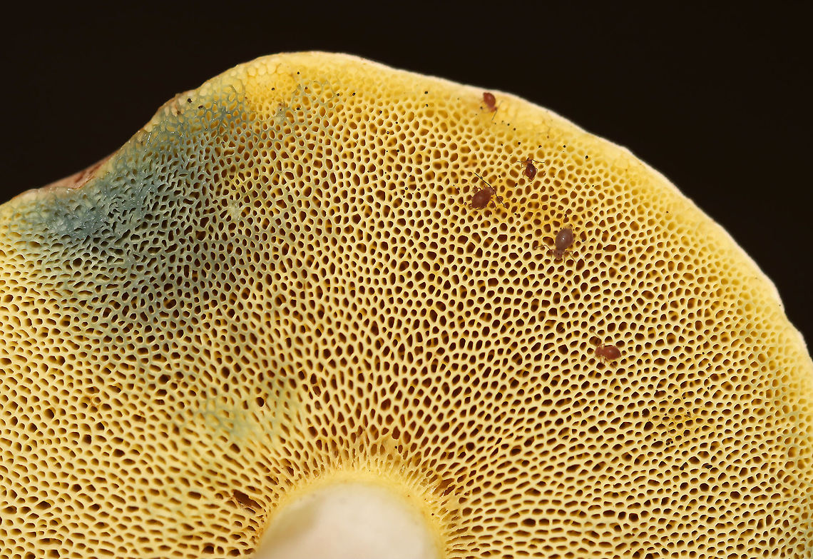 Pale Bolete - Imleria pallida I interrupted a springtail party to get this photo.<br />
<br />
Habitat: Rotting wood; mixed forest<br />
<figure class="photo"><a href="https://www.jungledragon.com/image/112848/pale_bolete_-_imleria_pallida.html" title="Pale Bolete - Imleria pallida"><img src="https://s3.amazonaws.com/media.jungledragon.com/images/3232/112848_thumb.jpg?AWSAccessKeyId=05GMT0V3GWVNE7GGM1R2&Expires=1759968010&Signature=T0coz5iz9d5YacCc%2B97%2B1kKO0vU%3D" width="200" height="146" alt="Pale Bolete - Imleria pallida Habitat: Rotting wood; mixed forest<br />
https://www.jungledragon.com/image/112849/pale_bolete_-_imleria_pallida.html Geotagged,Imleria,Imleria pallida,Imleria pallidus,Summer,United States,bolete,fungus,mushroom,pale bolete" /></a></figure> Geotagged,Imleria pallida,Imleria pallidus,Summer,United States
