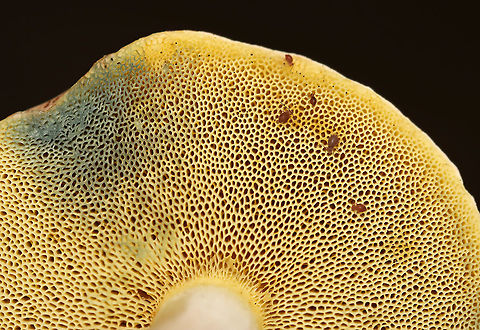 Pale Bolete - Imleria pallida I interrupted a springtail party to get this photo.

Habitat: Rotting wood; mixed forest
https://www.jungledragon.com/image/112848/pale_bolete_-_imleria_pallida.html Geotagged,Imleria pallida,Imleria pallidus,Summer,United States