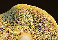 Pale Bolete - Imleria pallida I interrupted a springtail party to get this photo.<br />
<br />
Habitat: Rotting wood; mixed forest<br />
https://www.jungledragon.com/image/112848/pale_bolete_-_imleria_pallida.html Geotagged,Imleria pallida,Imleria pallidus,Summer,United States