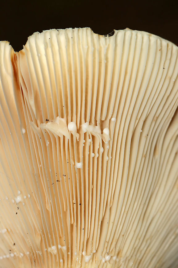 Milkcap - Lactarius sp. or Lactifluus sp. This mushroom was fairly large with a sunken cap. Latex was white and copious.<br />
<br />
Habitat: Mixed forest<br />
<figure class="photo"><a href="https://www.jungledragon.com/image/112856/milkcap_-_lactarius_sp._or_lactifluus_sp.html" title="Milkcap - Lactarius sp. or Lactifluus sp."><img src="https://s3.amazonaws.com/media.jungledragon.com/images/3232/112856_thumb.jpg?AWSAccessKeyId=05GMT0V3GWVNE7GGM1R2&Expires=1759968010&Signature=nfoaDbaHNTVFqly52A1K8%2F6y%2F1w%3D" width="126" height="152" alt="Milkcap - Lactarius sp. or Lactifluus sp. This mushroom was fairly large with a sunken cap. Latex was white and copious.<br />
<br />
Habitat: Mixed forest<br />
https://www.jungledragon.com/image/112851/milkcap_-_lactarius_sp._or_lactifluus_sp.html Geotagged,Summer,United States" /></a></figure> Geotagged,Summer,United States,fungus,milkcap,mushroom