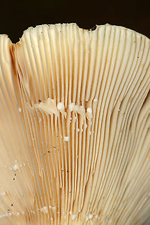 Milkcap - Lactarius sp. or Lactifluus sp. This mushroom was fairly large with a sunken cap. Latex was white and copious.

Habitat: Mixed forest
https://www.jungledragon.com/image/112856/milkcap_-_lactarius_sp._or_lactifluus_sp.html Geotagged,Summer,United States,fungus,milkcap,mushroom